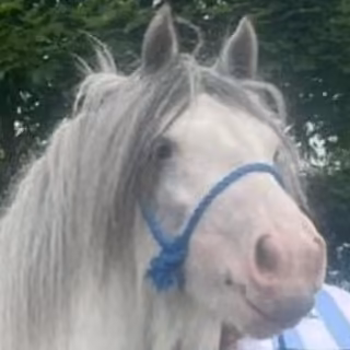 Moneyglen Thunder Blue Boy - Media (Unknown)