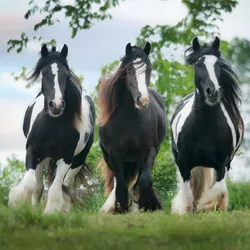 Gypsy Cob Caravan