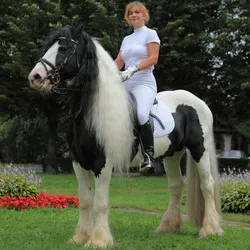 Irish Cob