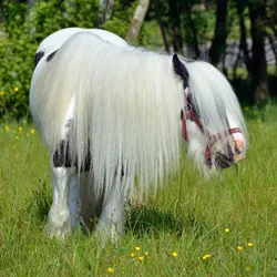 Mini Cob